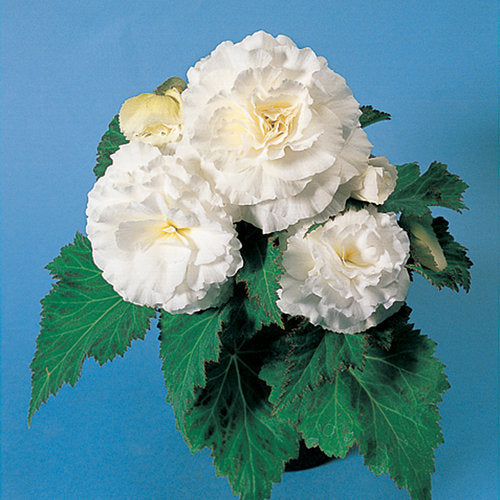 Nonstop White Begonia