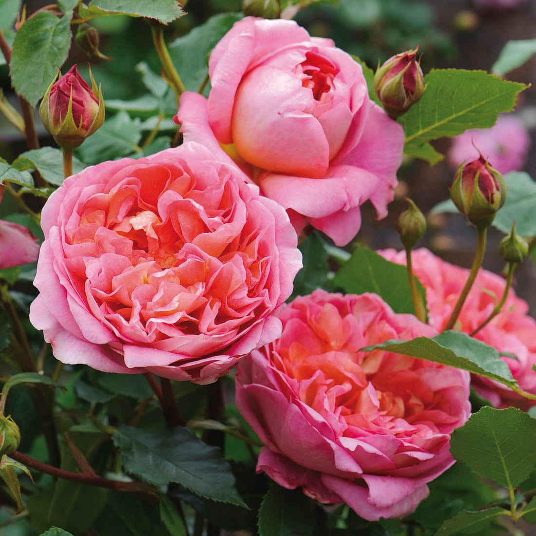 Boscobel Rose (David Austin)