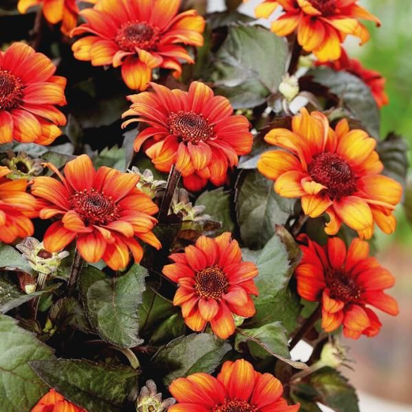 Luna Roja Heliopsis False Sunflower Riverdene Garden Centre luna-roja-heliopsis-false-sunflower-riverdene-garden-centre