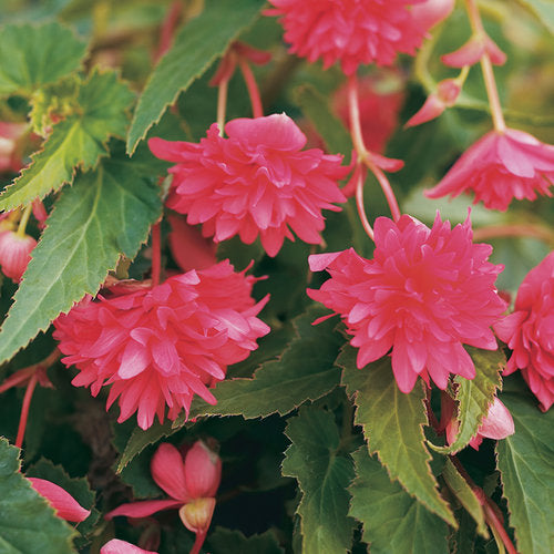 Belleconia Rose Begonia (Proven Winners)