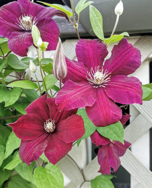 Rouge Cardinal Clematis