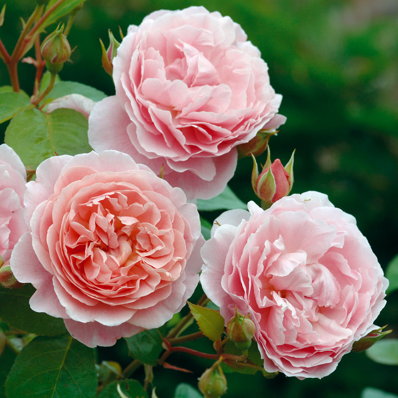 Strawberry Hill Rose (David Austin)