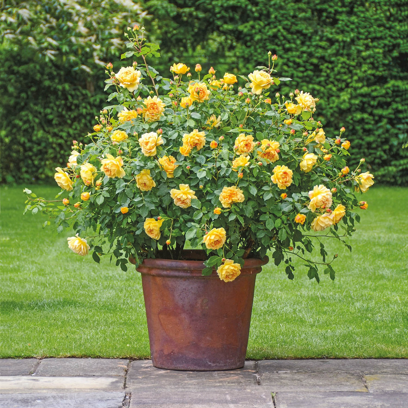 Golden Celebration Rose (David Austin)