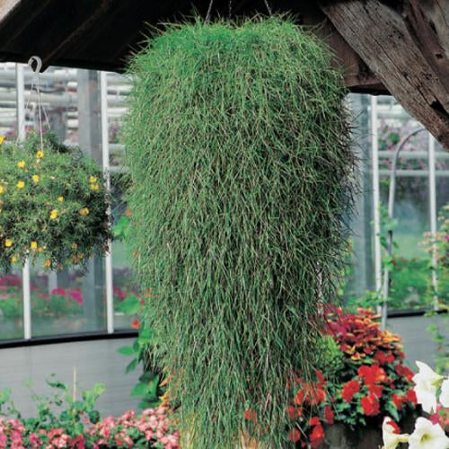 Green Twist, Trailing Bamboo