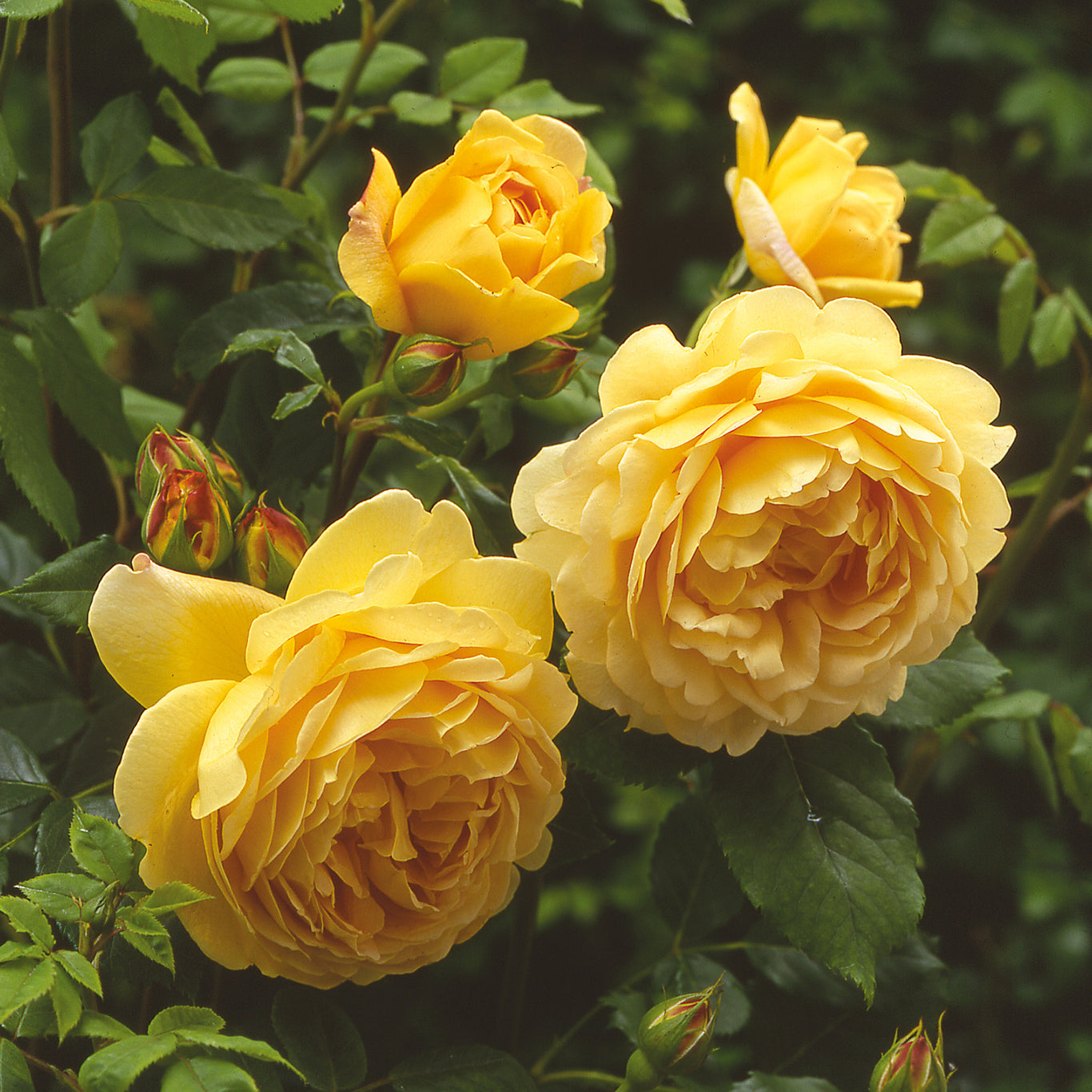 Golden Celebration Rose (David Austin)
