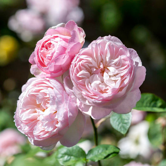 Gentle Hermione Rose (David Austin)