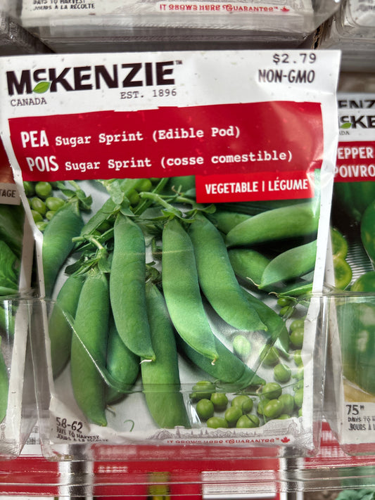 Pea sugar sprint edible pot