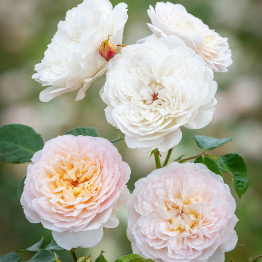 Emily Bronte Rose (David Austin)