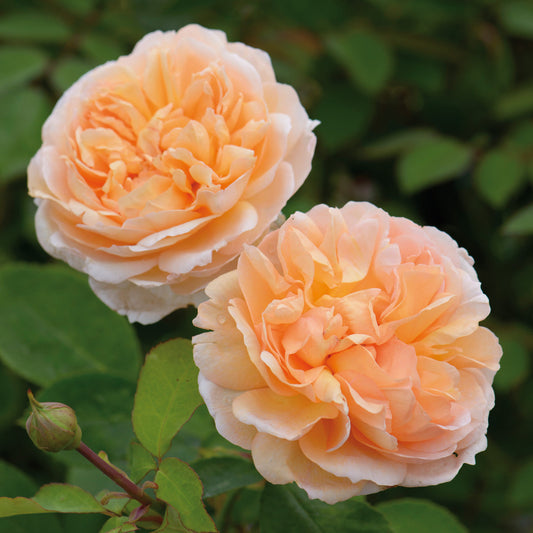 The Lady Gardener Rose (David Austin)