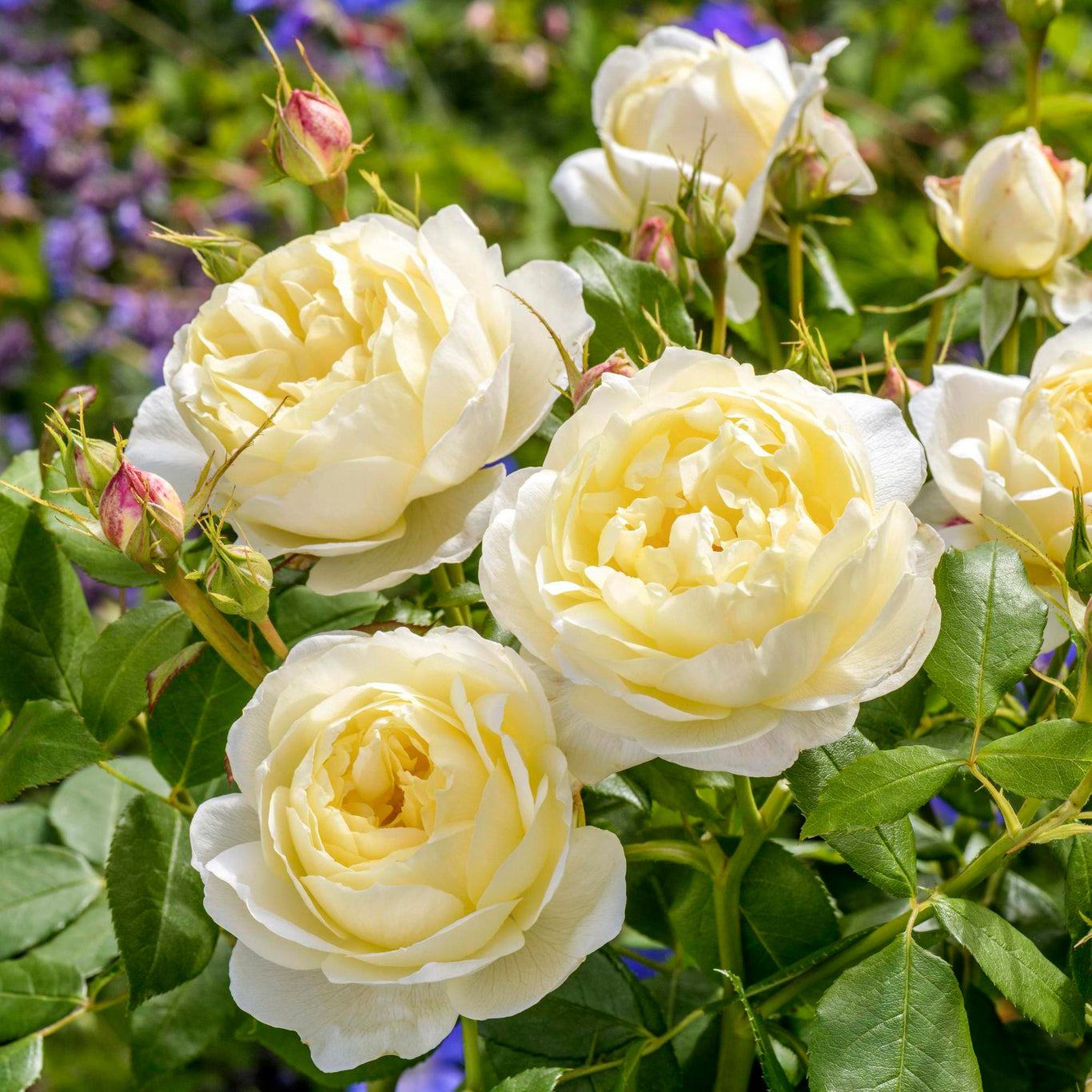 Vanessa Bell Rose (David Austin)
