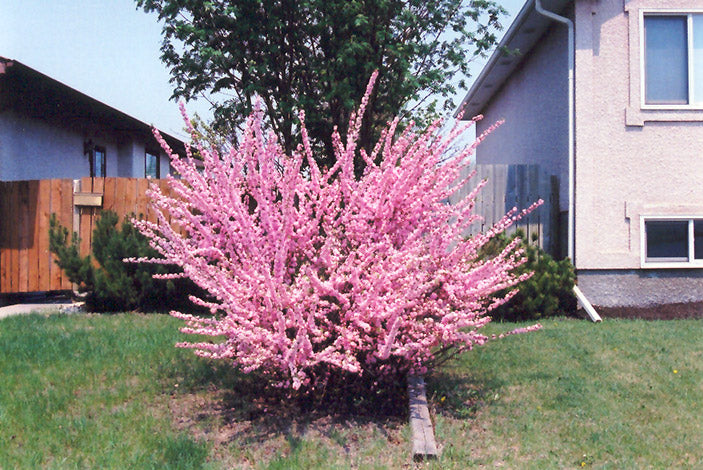 Double Flowering Plum