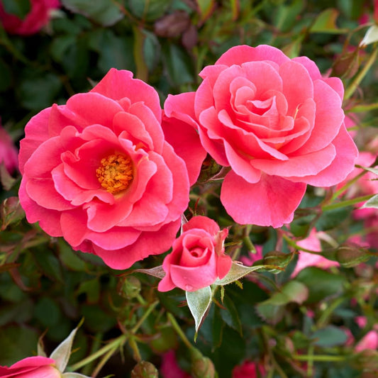 49th Parallel Aurora Borealis Rose