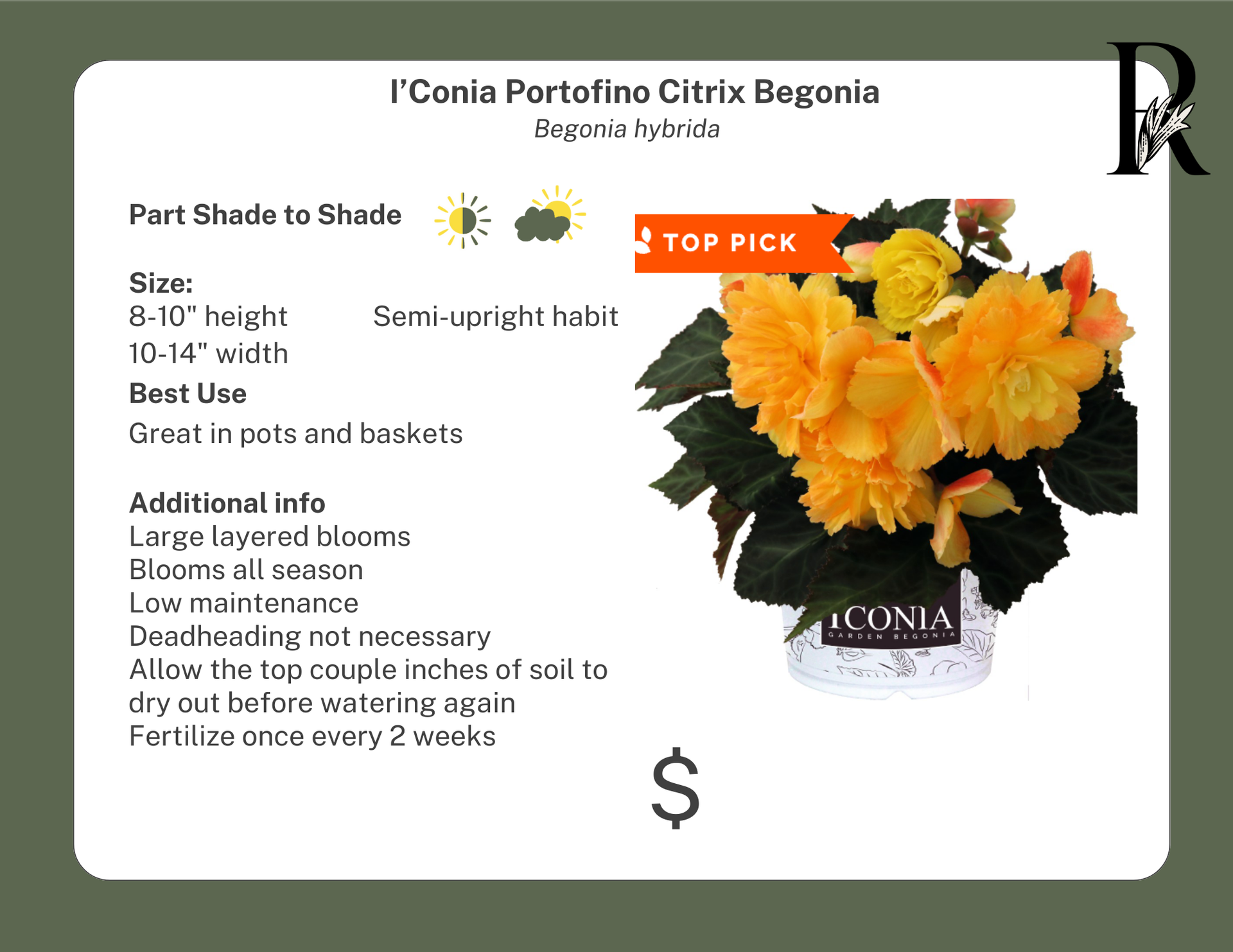I'Conia Portofino Citrix Begonia – Riverdene Garden Centre