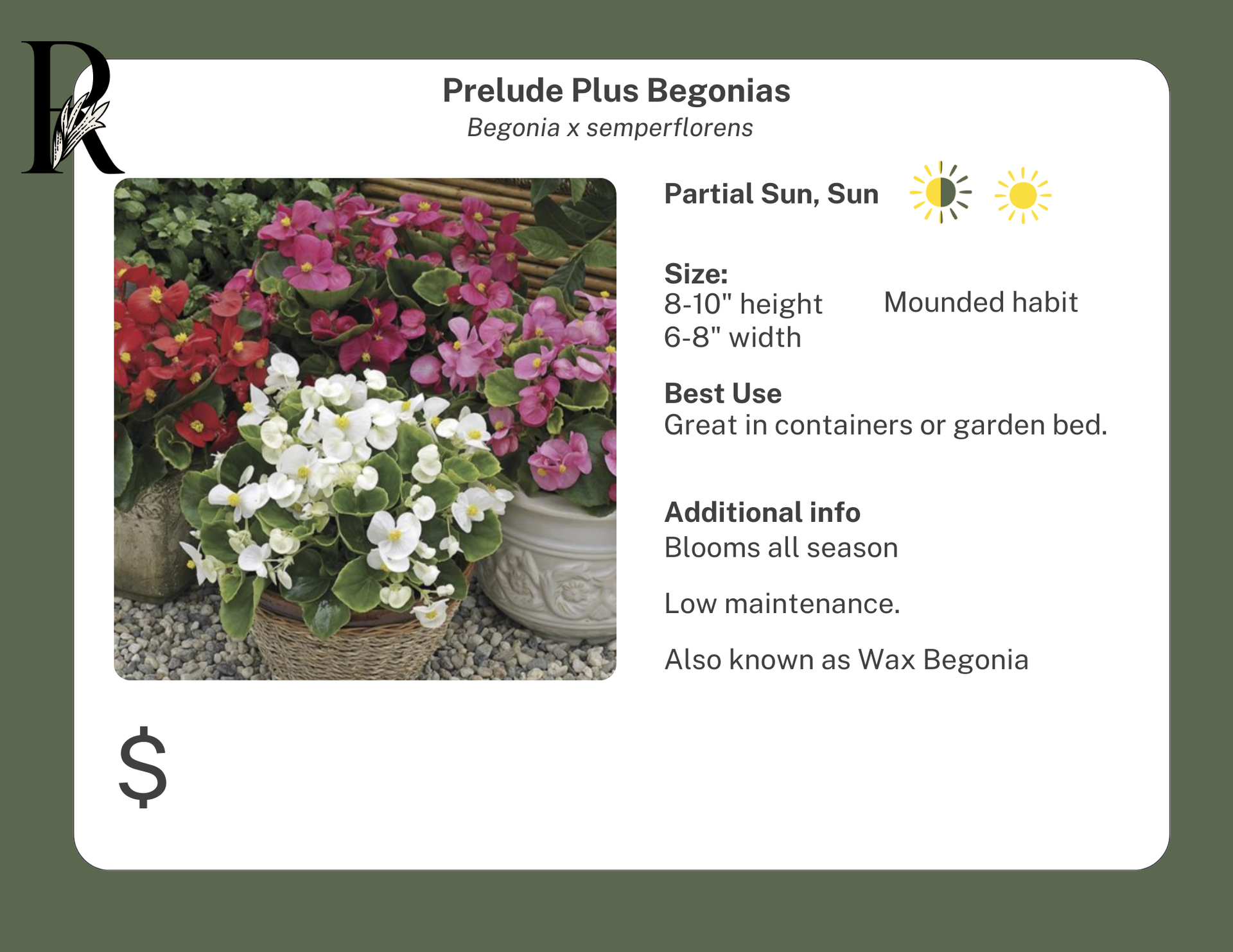専用おまとめ　Begonia 5点 Begonia_Prelude_Plus.png?v=