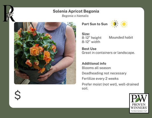 Solenia Apricot Begonia