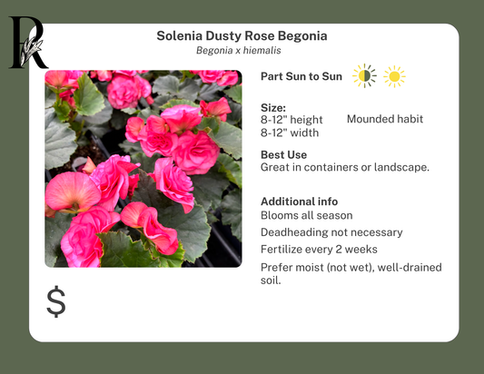 Solenia Dusty Rose Begonia