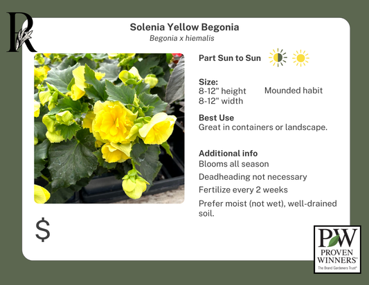 Solenia Yellow Begonia