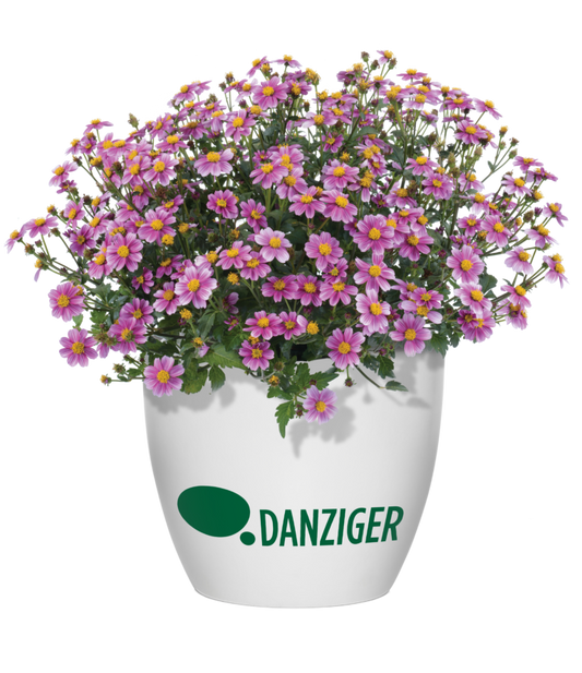 Pretty in Pink Bidens