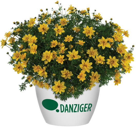 Sunshine Double Bidens