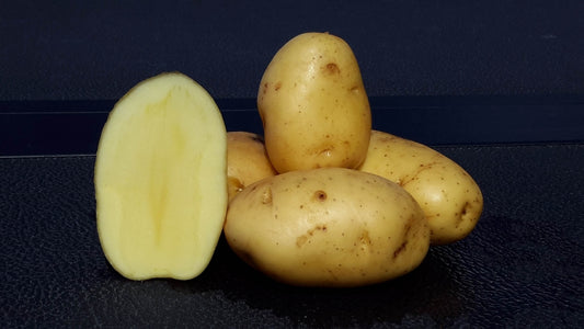 Bintje Potato Seed