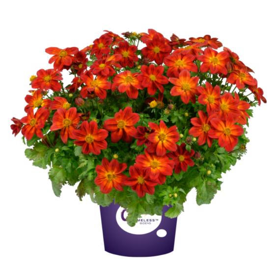 Blazing Ring of Fire Bidens