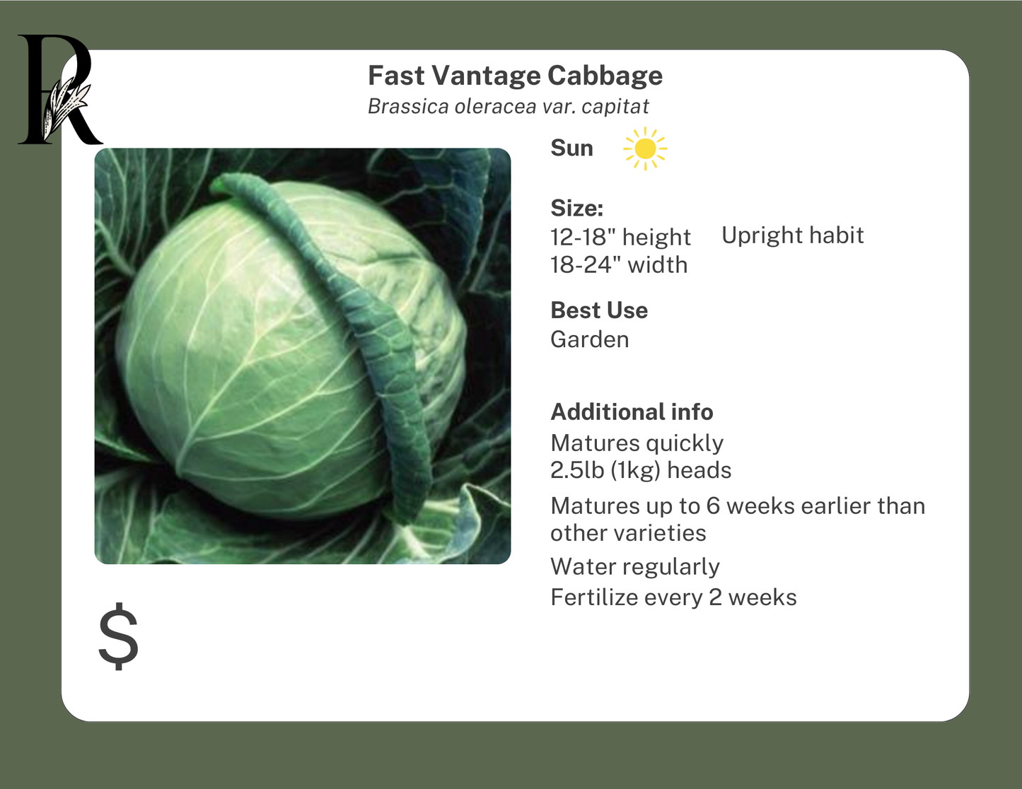 Fast Vantage Cabbage