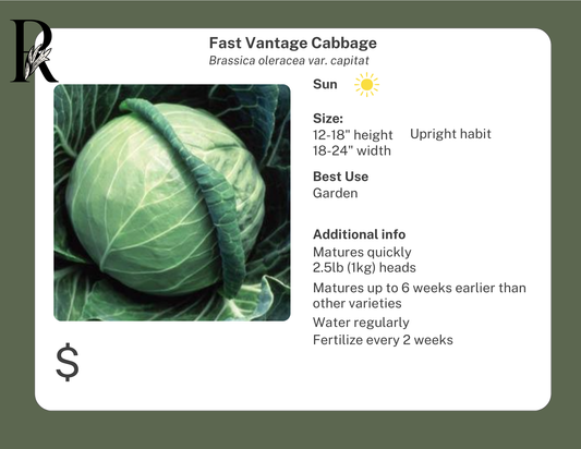 Fast Vantage Cabbage