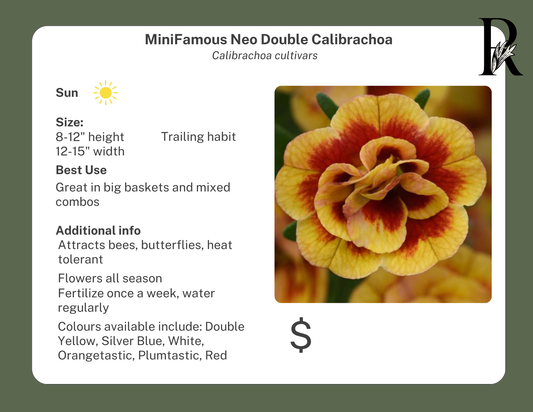 MiniFamous Neo Double Calibrachoa Light Blue