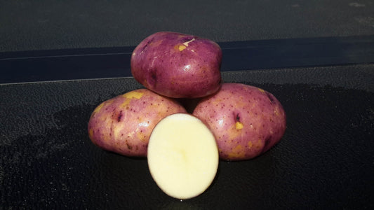 Caribe Potato Seed