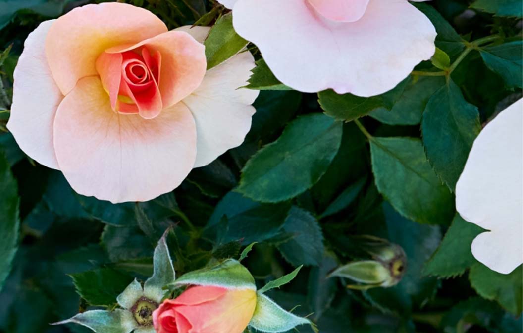 Chinook Roses 49th Parallel Chinook Sunrise Rose – Riverdene Garden Centre