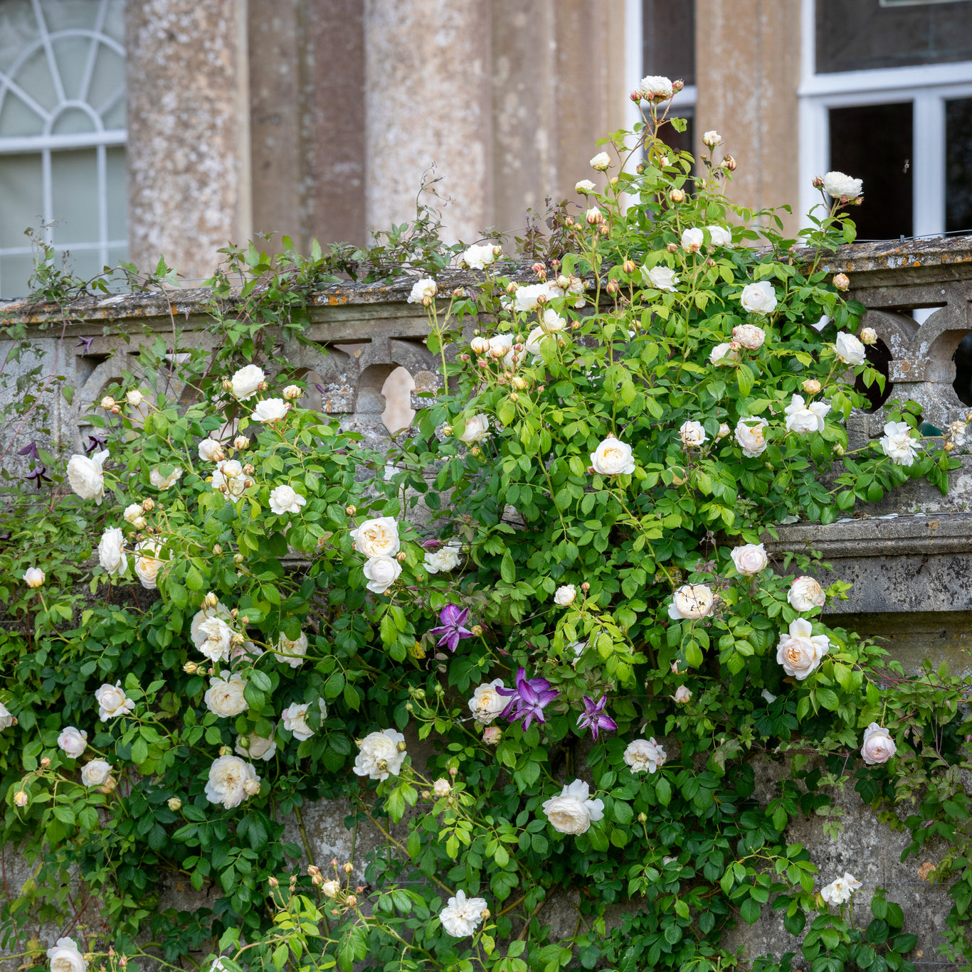 Claire Austin Rose (David Austin)