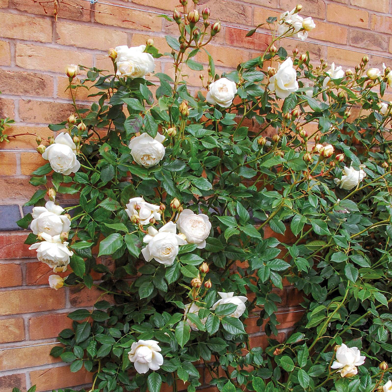 Claire Austin Rose (David Austin)