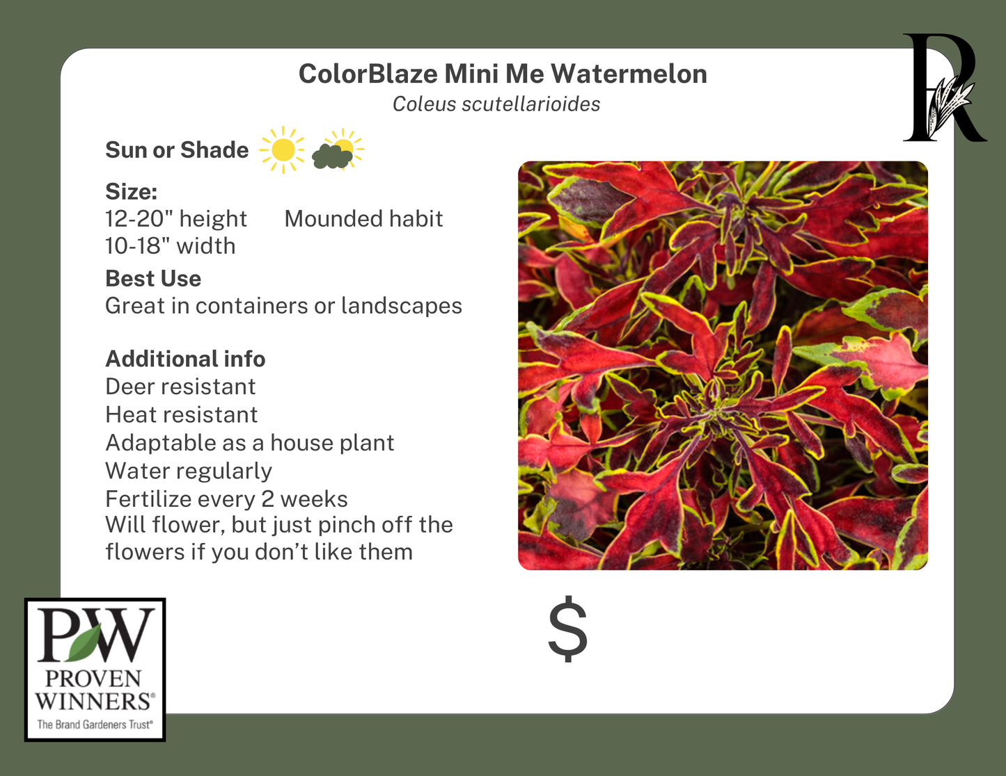ColorBlaze Mini Me Watermelon Coleus (Proven Winners)