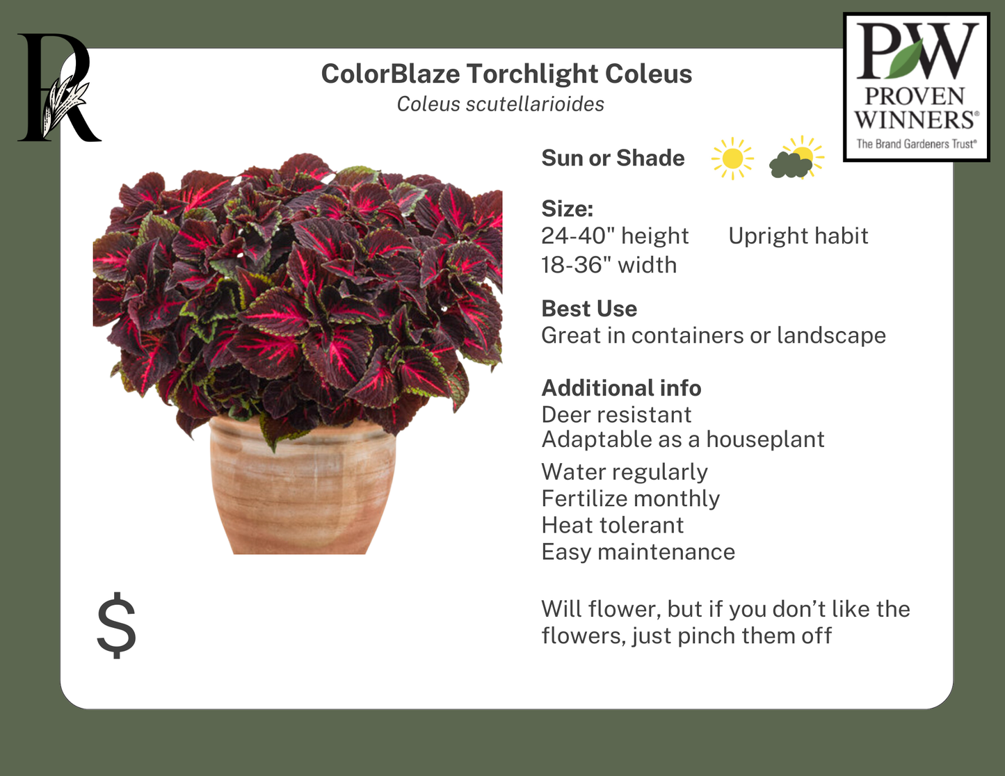 ColorBlaze Torchlight Coleus (Proven Winners)