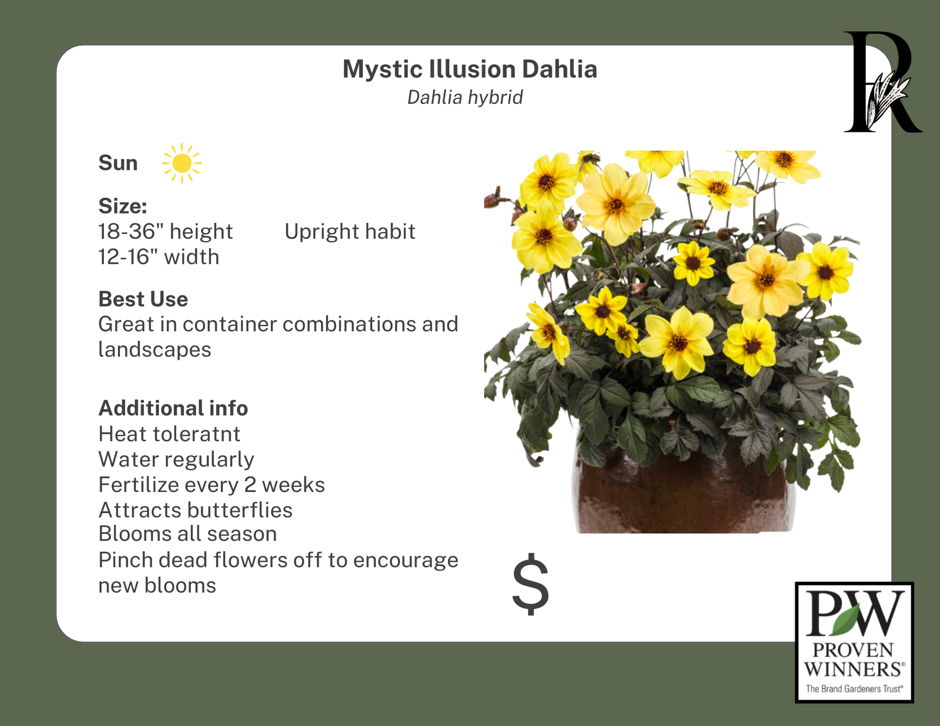 mystic illusion dahlia seeds Mystic Illusion Dahlia (Proven Winners)