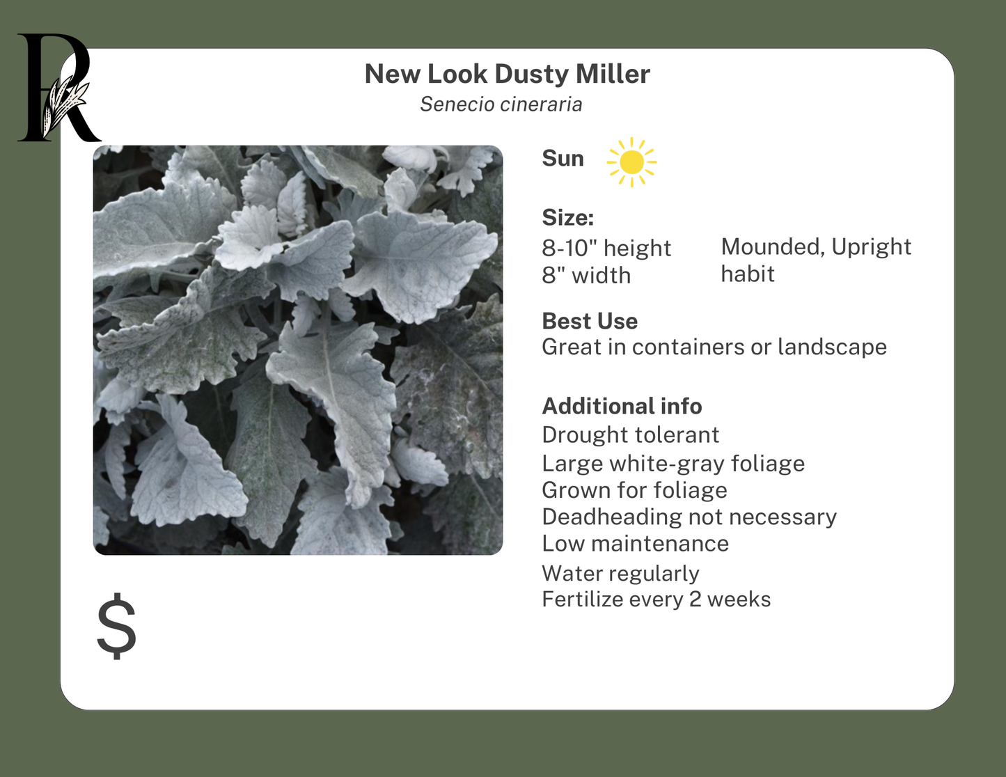 New Look Dusty Miller