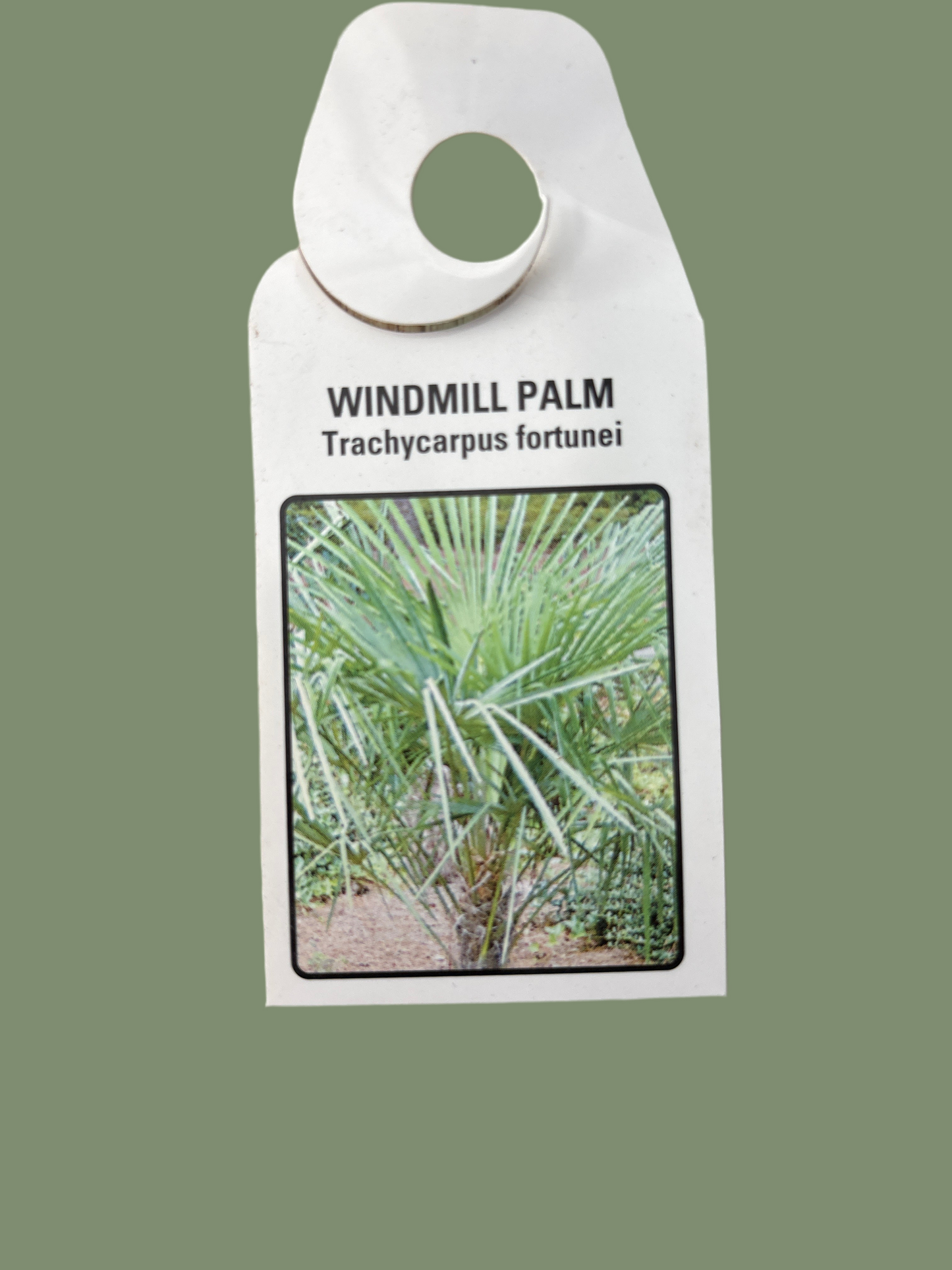 Trachycarpus Fortunei