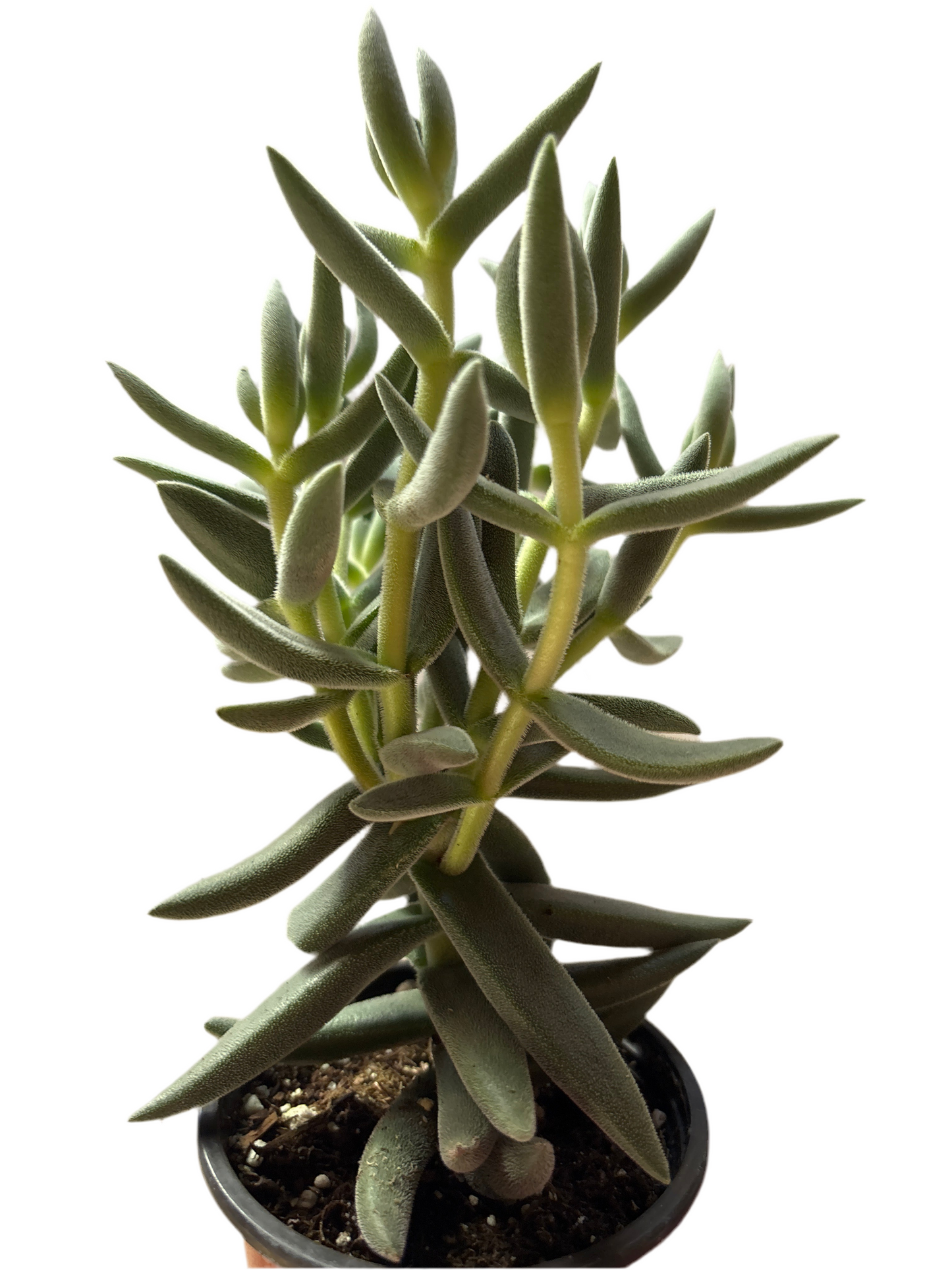 Jade Plant