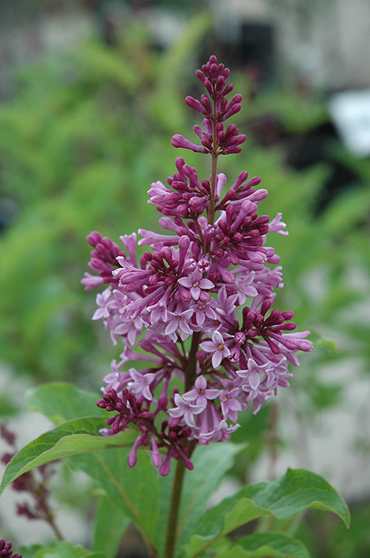 Royalty Preston Lilac