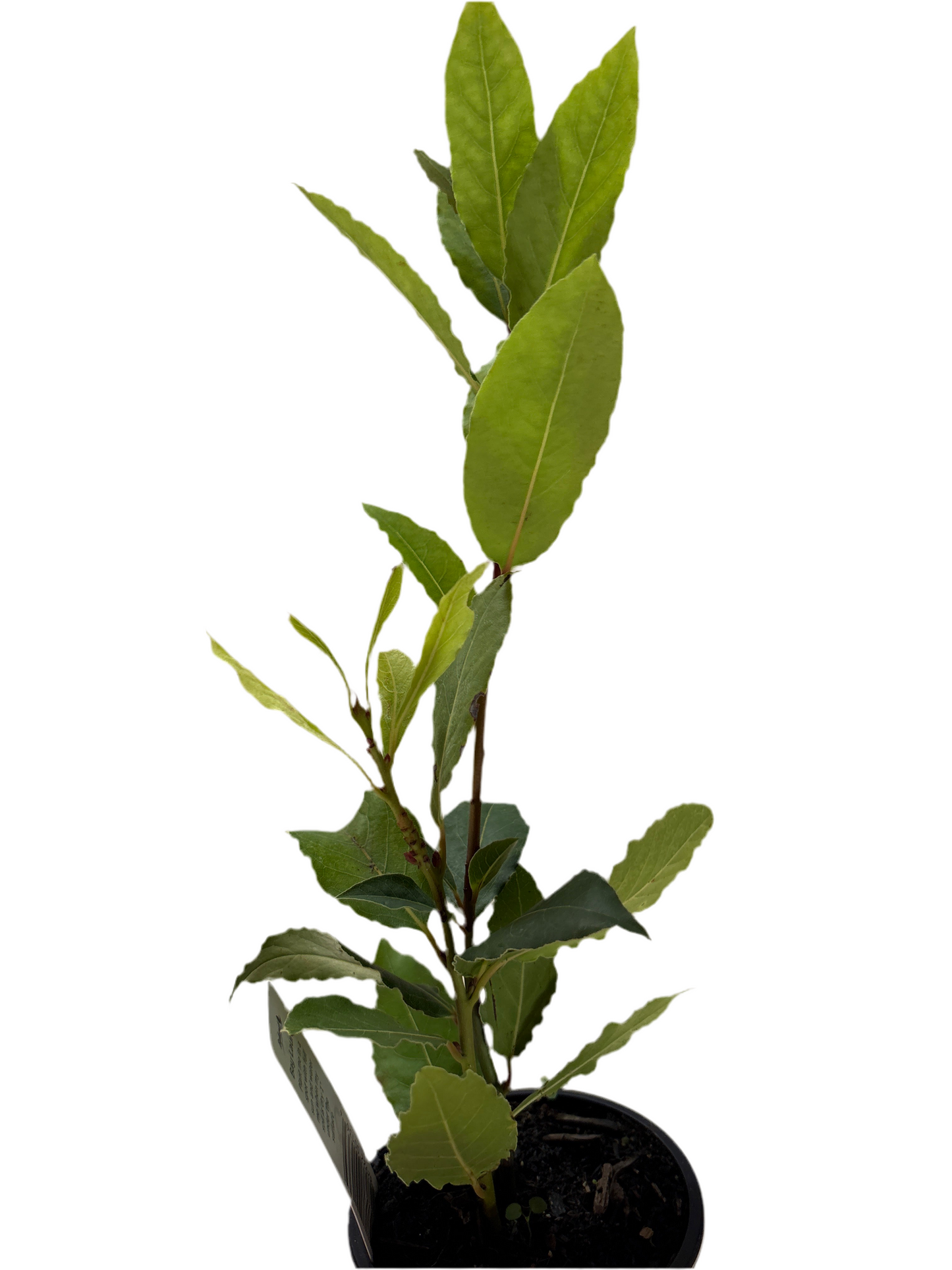 Bay Laurel