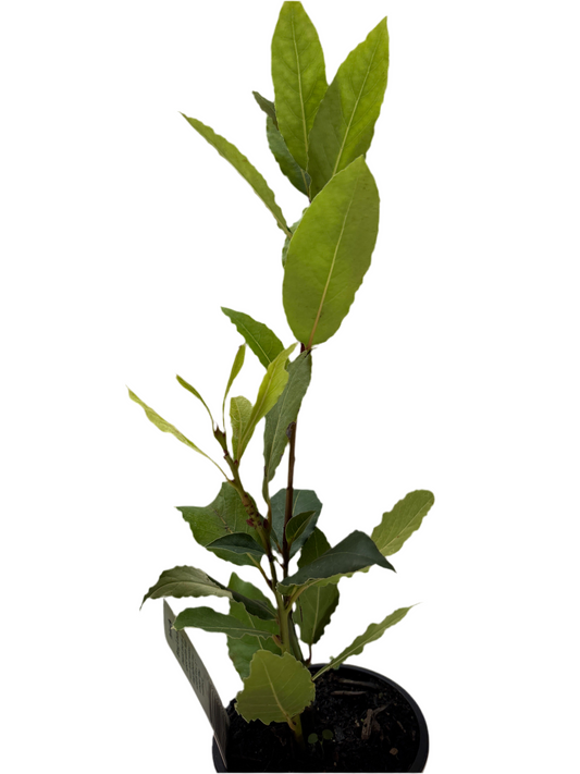 Bay Laurel