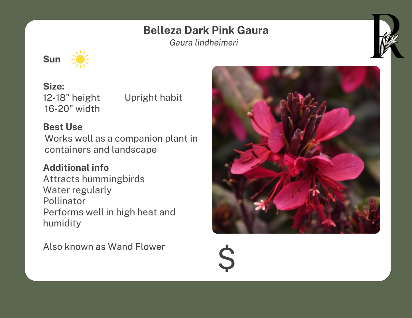 Belleza Dark Pink Gaura