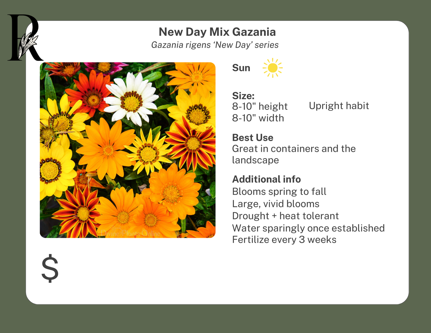 Gazania New Day Mix