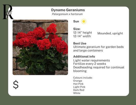 Dynamo Violet Geranium