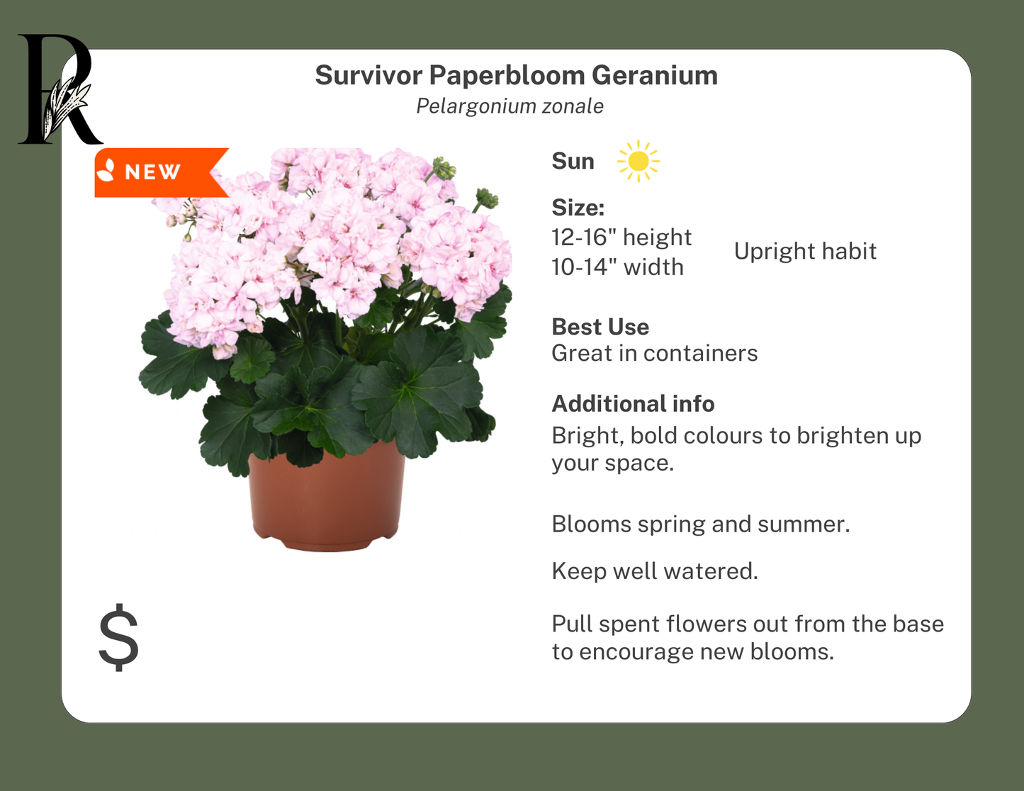 Survivor Paperbloom Geranium