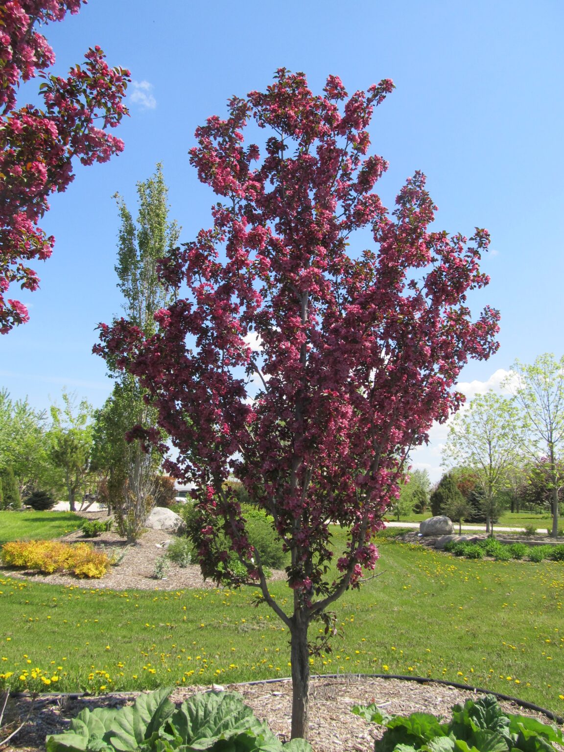 Gladiator Crabapple