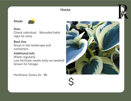 Hosta Curly Fries