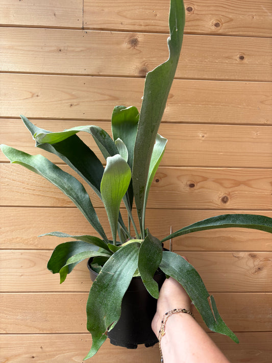 6" Staghorn Fern