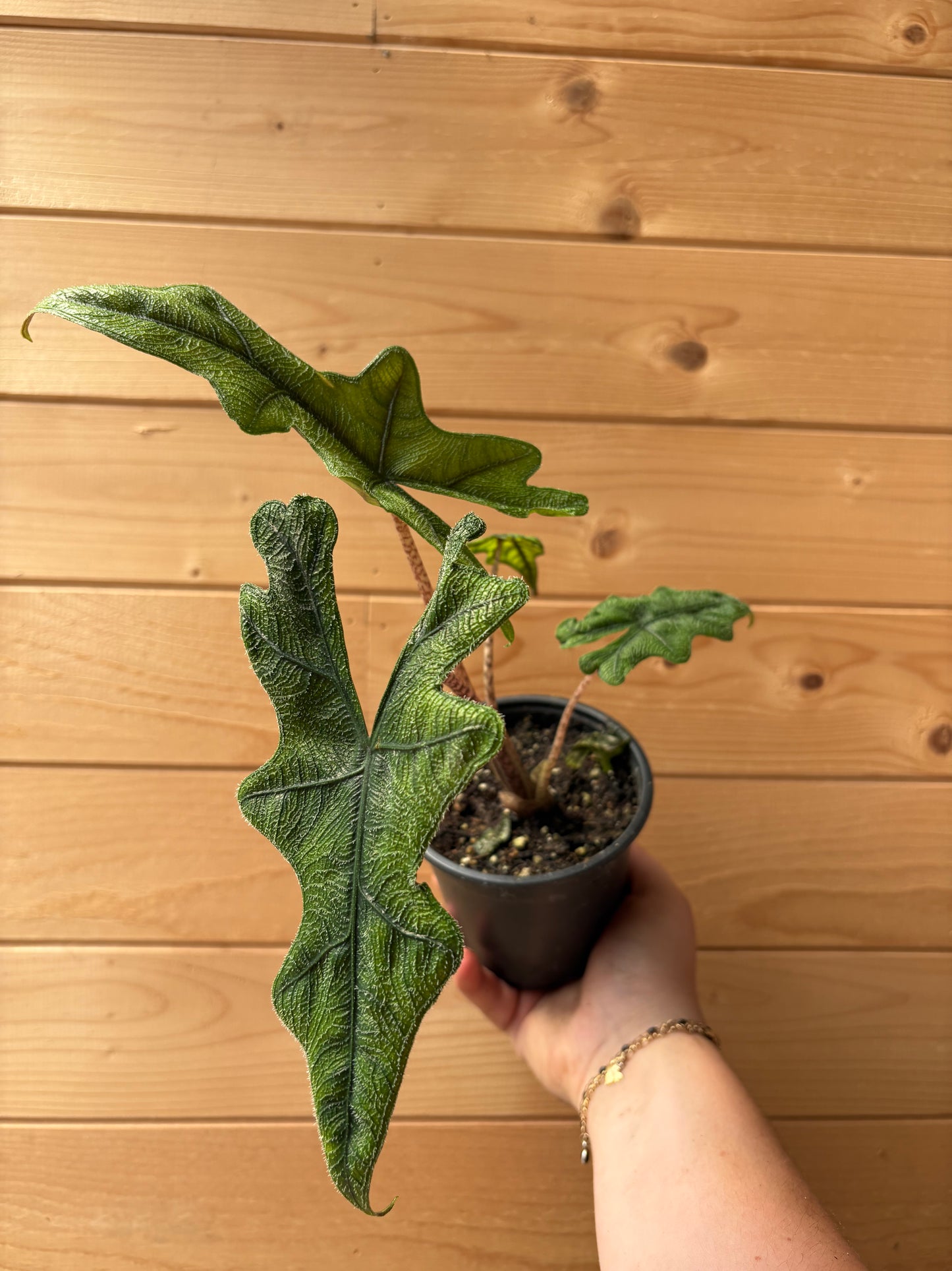 4" Alocasia Jacklyn