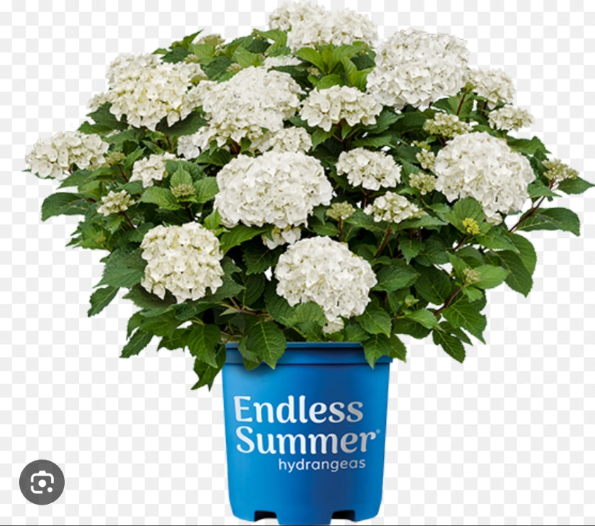 FlowerFull Hydrangea